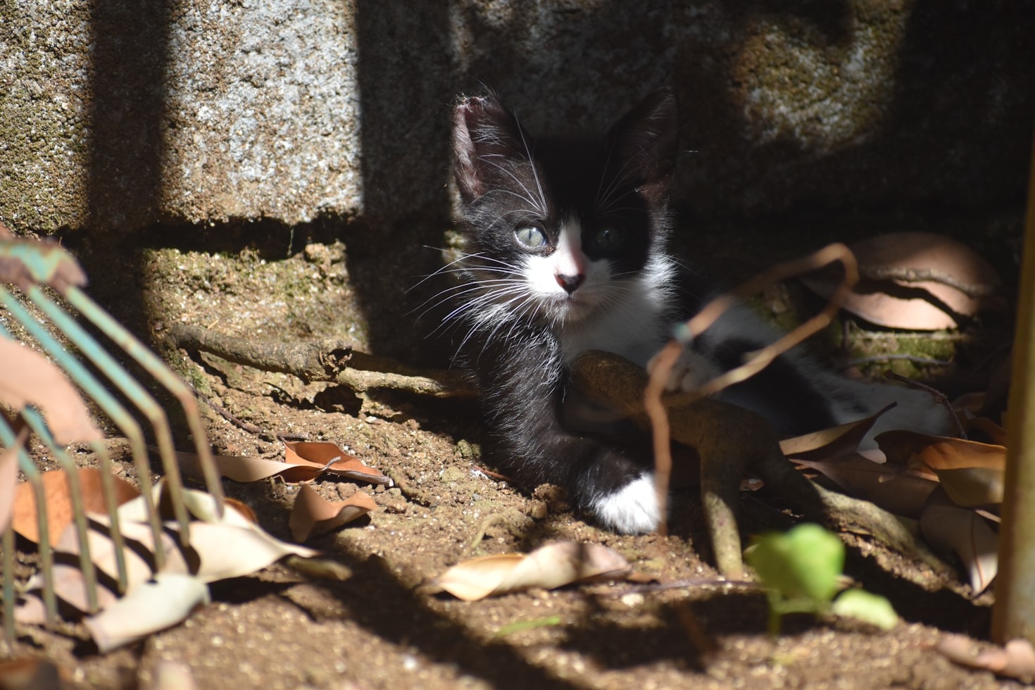 The Bond Shared With Our Cat La Michi