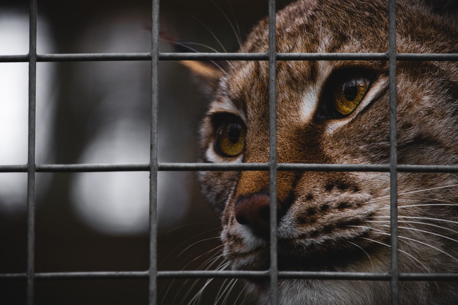 The Joyful Impact of La Michi on Our Lives